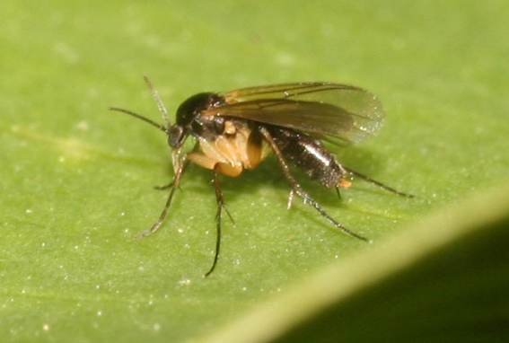 Sceptonia sp (Mycetophilidae)